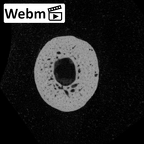 NH MER35 138 Gorilla gorilla gorilla hand phalanx first proximal left ct stack movie