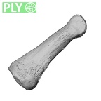NH MER35 138 Gorilla gorilla gorilla hand phalanx first proximal left ply