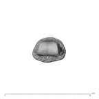 NH MER35 138 Gorilla gorilla gorilla hand phalanx fourth middle left distal