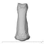 NH MER35 138 Gorilla gorilla gorilla hand phalanx fourth middle left dorsal