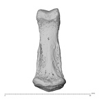 NH MER35 138 Gorilla gorilla gorilla hand phalanx fourth middle left palmar