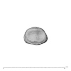 NH MER35 138 Gorilla gorilla gorilla hand phalanx fourth middle left proximal