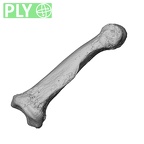 NH MER35 138 Gorilla gorilla gorilla hand phalanx fourth middle left ply