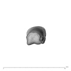 NH MER35 138 Gorilla gorilla gorilla hand phalanx fourth proximal left distal