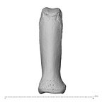 NH MER35 138 Gorilla gorilla gorilla hand phalanx fourth proximal left dorsal