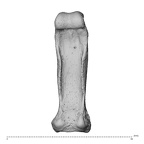 NH MER35 138 Gorilla gorilla gorilla hand phalanx fourth proximal left palmar