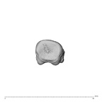 NH MER35 138 Gorilla gorilla gorilla hand phalanx fourth proximal left proximal