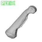 NH MER35 138 Gorilla gorilla gorilla hand phalanx fourth proximal left ply