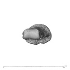 NH MER35 138 Gorilla gorilla gorilla hand phalanx second middle left distal