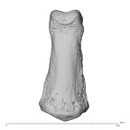 NH MER35 138 Gorilla gorilla gorilla hand phalanx second middle left dorsal