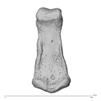 NH MER35 138 Gorilla gorilla gorilla hand phalanx second middle left palmar