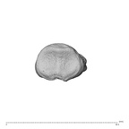 NH MER35 138 Gorilla gorilla gorilla hand phalanx second middle left proximal