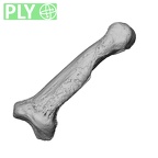 NH MER35 138 Gorilla gorilla gorilla hand phalanx second middle left ply
