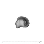 NH MER35 138 Gorilla gorilla gorilla hand phalanx second proximal left distal