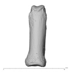 NH MER35 138 Gorilla gorilla gorilla hand phalanx second proximal left dorsal