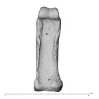 NH MER35 138 Gorilla gorilla gorilla hand phalanx second proximal left palmar