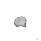 NH MER35 138 Gorilla gorilla gorilla hand phalanx second proximal left proximal