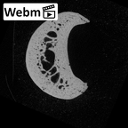 NH MER35 138 Gorilla gorilla gorilla hand phalanx second proximal left ct stack movie