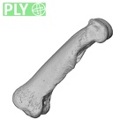 NH MER35 138 Gorilla gorilla gorilla hand phalanx second proximal left ply