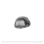NH MER35 138 Gorilla gorilla gorilla hand phalanx third middle left distal