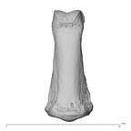 NH MER35 138 Gorilla gorilla gorilla hand phalanx third middle left dorsal