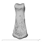 NH MER35 138 Gorilla gorilla gorilla hand phalanx third middle left palmar