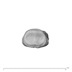 NH MER35 138 Gorilla gorilla gorilla hand phalanx third middle left proximal