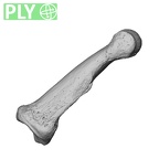 NH MER35 138 Gorilla gorilla gorilla hand phalanx third middle left ply
