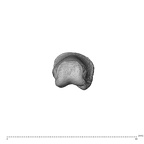 NH MER35 138 Gorilla gorilla gorilla hand phalanx third proximal left distal