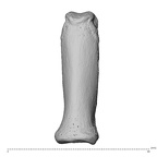 NH MER35 138 Gorilla gorilla gorilla hand phalanx third proximal left dorsal