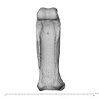 NH MER35 138 Gorilla gorilla gorilla hand phalanx third proximal left palmar