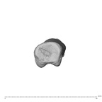 NH MER35 138 Gorilla gorilla gorilla hand phalanx third proximal left proximal