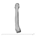 NH MER35 138 Gorilla gorilla gorilla metacarpal fifth left dorsal