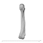NH MER35 138 Gorilla gorilla gorilla metacarpal fifth left palmar