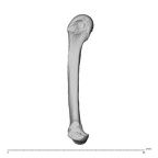NH MER35 138 Gorilla gorilla gorilla metacarpal fifth left radial