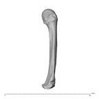 NH MER35 138 Gorilla gorilla gorilla metacarpal fifth left ulnar