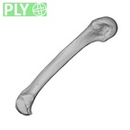 NH MER35 138 Gorilla gorilla gorilla metacarpal fifth left ply