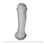 NH MER35 138 Gorilla gorilla gorilla metacarpal first left dorsal