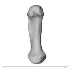 NH MER35 138 Gorilla gorilla gorilla metacarpal first left palmar