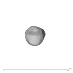 NH MER35 138 Gorilla gorilla gorilla metacarpal first left proximal