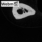 NH MER35 138 Gorilla gorilla gorilla metacarpal first left ct stack movie