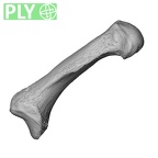 NH MER35 138 Gorilla gorilla gorilla metacarpal first left ply