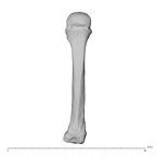NH MER35 138 Gorilla gorilla gorilla metacarpal fourth left dorsal