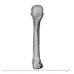 NH MER35 138 Gorilla gorilla gorilla metacarpal fourth left palmar