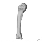 NH MER35 138 Gorilla gorilla gorilla metacarpal fourth left radial