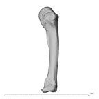 NH MER35 138 Gorilla gorilla gorilla metacarpal fourth left ulnar