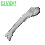 NH MER35 138 Gorilla gorilla gorilla metacarpal fourth left ply