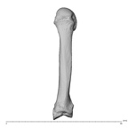 NH MER35 138 Gorilla gorilla gorilla metacarpal second left dorsal