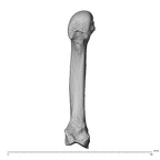 NH MER35 138 Gorilla gorilla gorilla metacarpal second left palmar