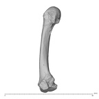 NH MER35 138 Gorilla gorilla gorilla metacarpal second left radial